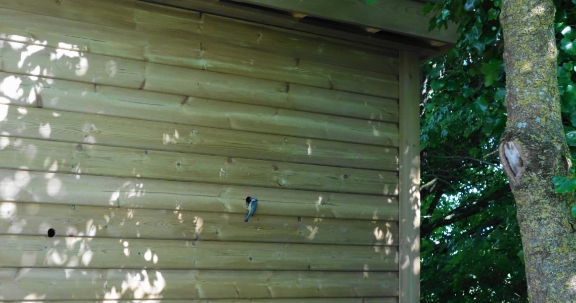 Blue tit 2 bowling green hide