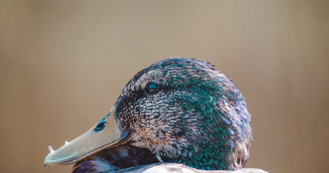 duck