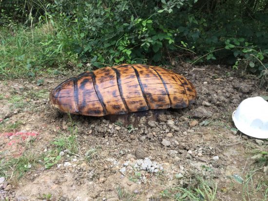 woodlouse carving